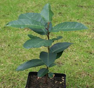 Muiri Tree